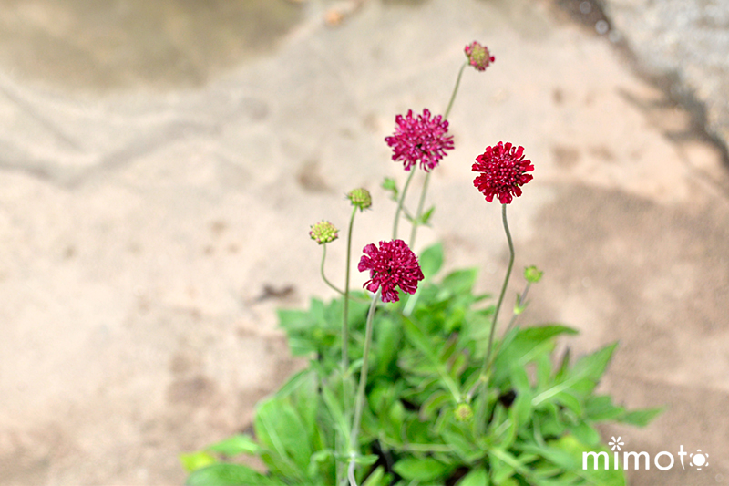 クナウティア・マケドニカ かすみ草 ジプシー プレクトランサス 時期の花苗 初夏の花苗