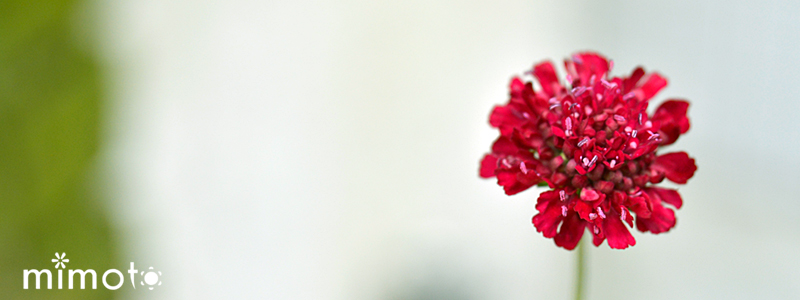 クナウティア・マケドニカ かすみ草 ジプシー プレクトランサス 時期の花苗 初夏の花苗