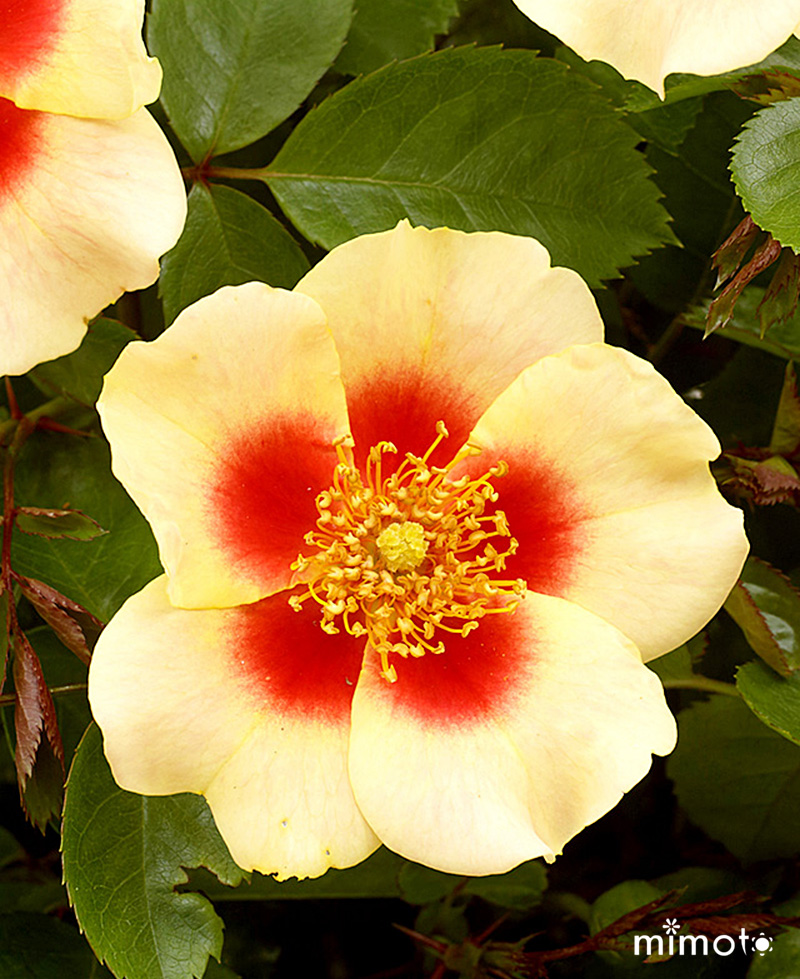 ラブリーローズ lovely roses アイローズ 薔薇 バラ 天然品種と園芸品種のハイブリット Eyes 愛バラ 愛ローズ アイラブユー EyeLoveYou アイウォントユー EyeWantYou
