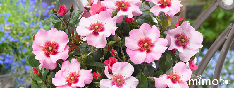 ラブリーローズ lovely roses アイローズ 薔薇 バラ 天然品種と園芸品種のハイブリット Eyes 愛バラ 愛ローズ アイラブユー EyeLoveYou アイウォントユー EyeWantYou