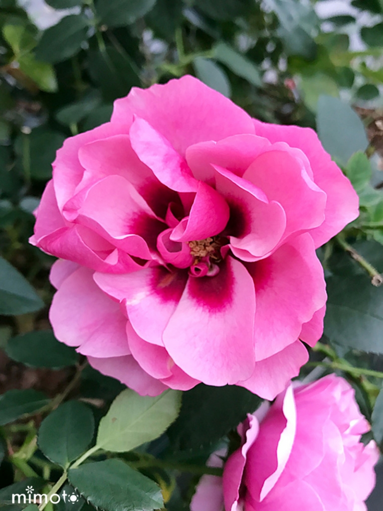 ラブリーローズ lovely roses アイローズ 薔薇 バラ 天然品種と園芸品種のハイブリット Eyes 愛バラ 愛ローズ アイラブユー EyeLoveYou アイウォントユー EyeWantYou