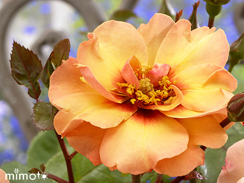ラブリーローズ lovely roses アイローズ 薔薇 バラ 天然品種と園芸品種のハイブリット Eyes 愛バラ 愛ローズ アイラブユー EyeLoveYou アイウォントユー EyeWantYou