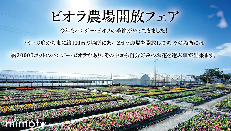 見元園芸 オリジナルビオラ パンジー 農場開放フェア イベント