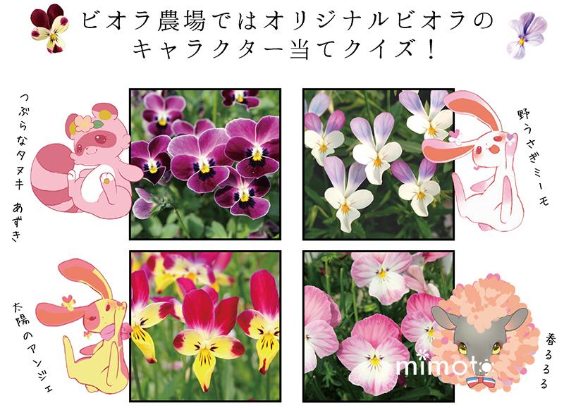 見元園芸 オリジナルビオラ パンジー 農場開放フェア イベント