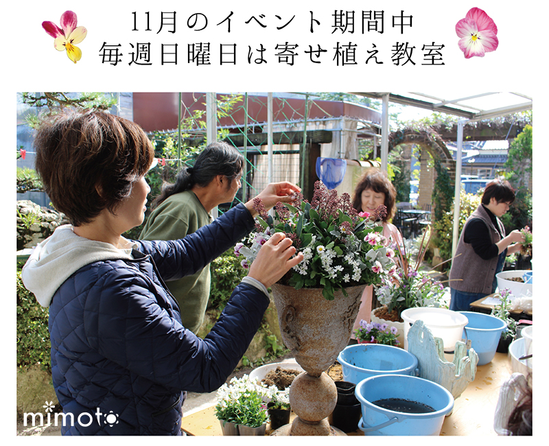 見元園芸 オリジナルビオラ パンジー 農場開放フェア イベント