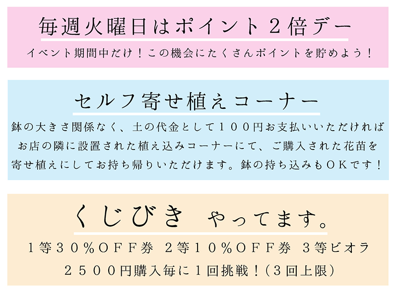 見元園芸 オリジナルビオラ パンジー 農場開放フェア イベント