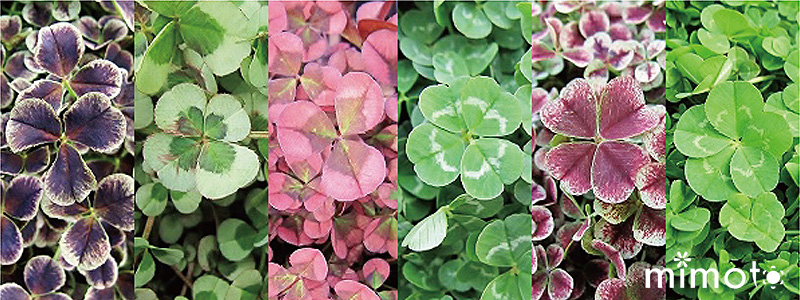 20181213_clover.jpg