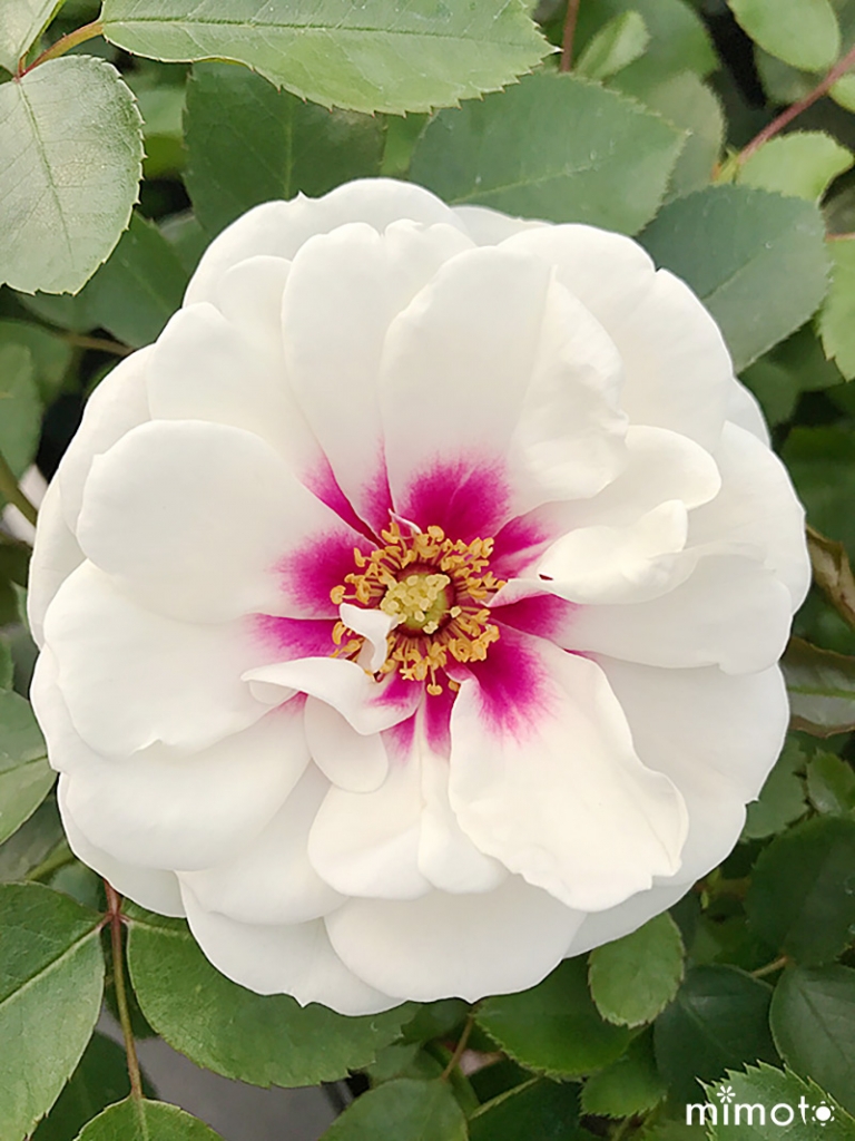 Eye薔薇 ラブリーローズ アイローズ 販売 通販