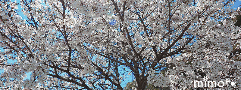 高知県 桜 見元園芸 新高梨 受粉 土本観光果樹園