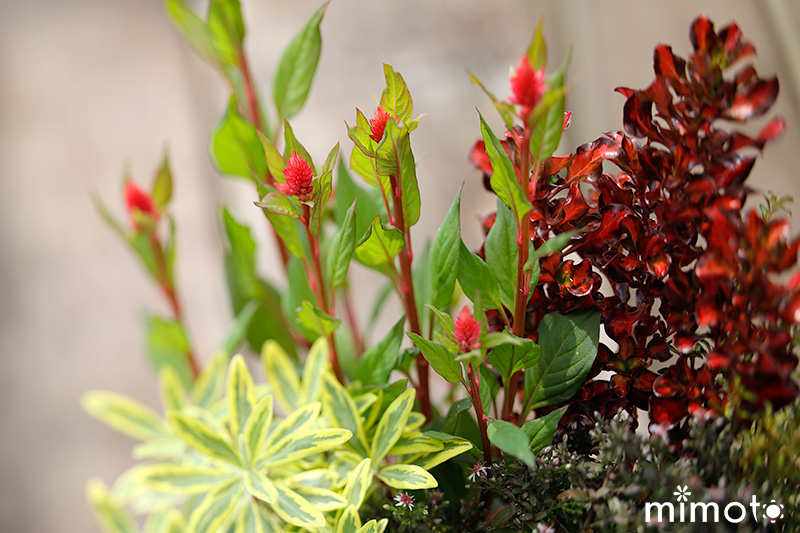 季節の寄せ植え 秋の寄せ植え アスタープリンス