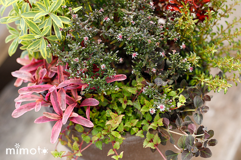 季節の寄せ植え 秋の寄せ植え アスタープリンス