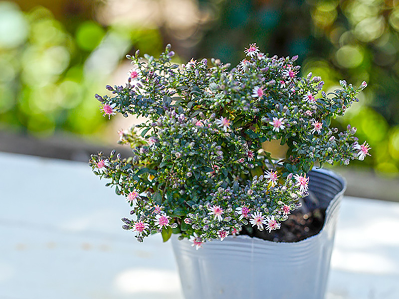 季節の寄せ植え 秋の寄せ植え アスタープリンス