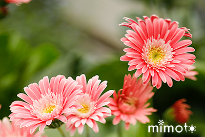 季節の寄せ植え 秋の寄せ植え アスタープリンス