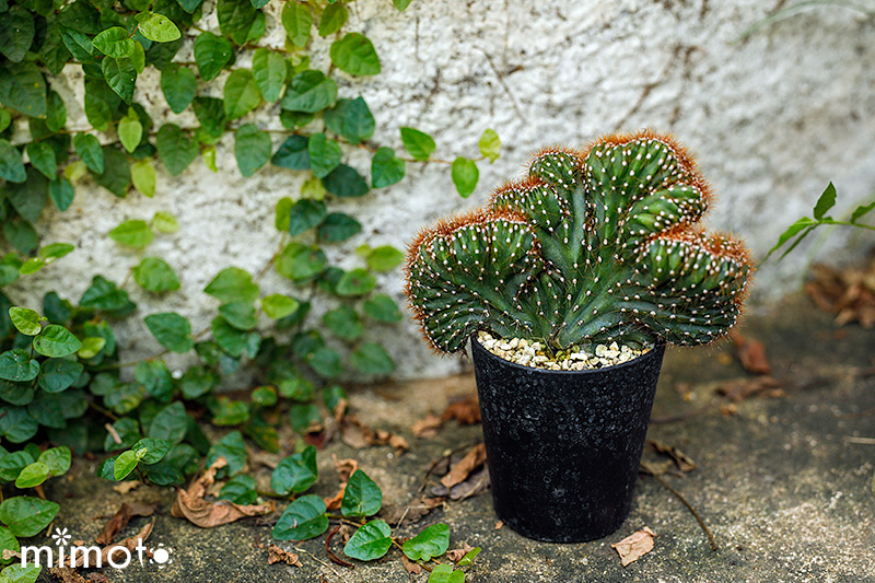 希少種 レア種 多肉植物 サボテン セレウス テフロカクタス ユーフォルビア ミルチロカクタス スルコレブチア 販売