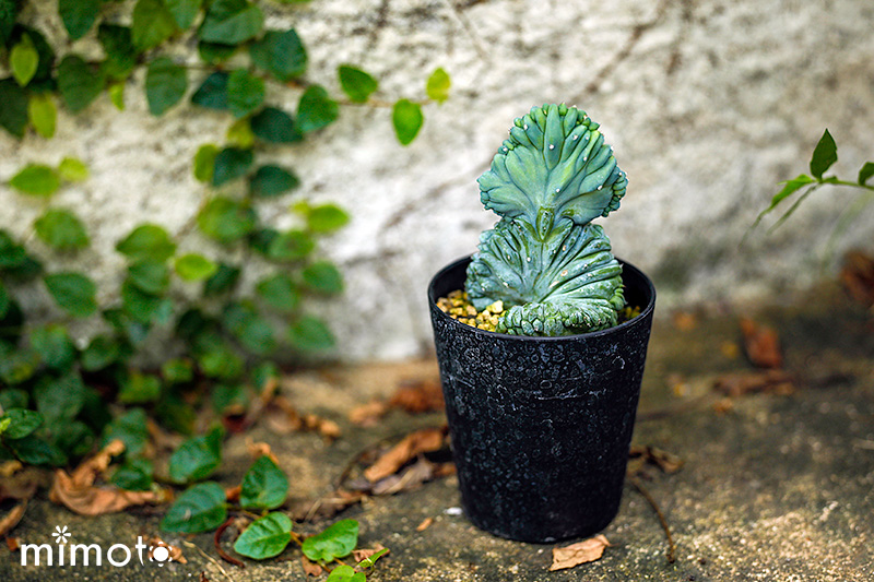 希少種 レア種 多肉植物 サボテン セレウス テフロカクタス ユーフォルビア ミルチロカクタス スルコレブチア 販売