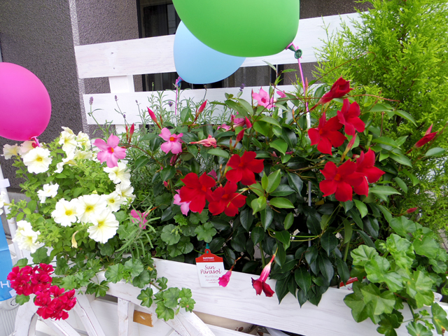 IMGP96243.jpg