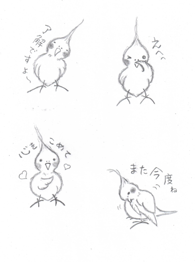 イラスト オカメインコ オレンジほっぺ