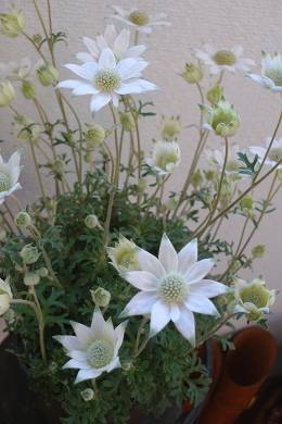 ワンダーデコール・イヤープレート♪ | グリーンフィースト・緑のご馳走