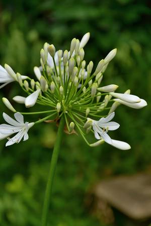 白アガパンサスの花と見て取 る 手でと るおばさんです グリーンフィースト 緑のご馳走