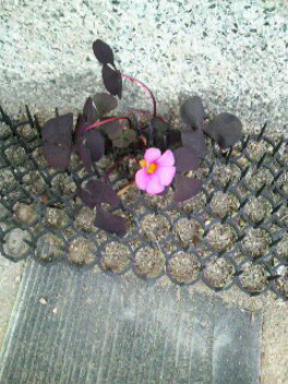 2011041320120000.jpg