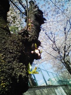 桜、咲く咲く