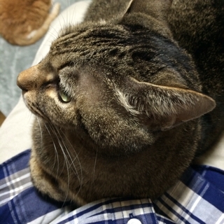 iPhoneImage.png