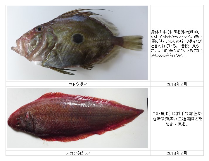 福ふくの里マトウダイ アカシタビラメ 魚やしの淳平