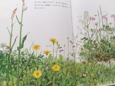 野の草花2
