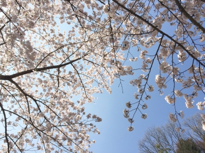 桜