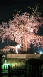 cherryblossom1