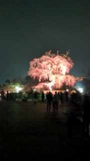 cherryblossom2