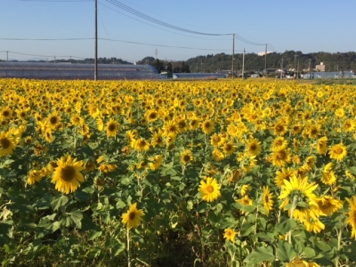 image1.jpeg