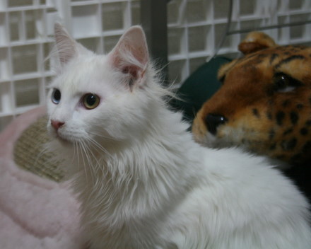 メインクーン 子猫 オッドアイ