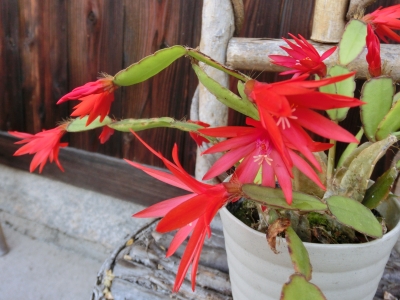 多肉植物も花を付け始めています セタス 花アロエ カランコエなど 海辺の街のガーデニング