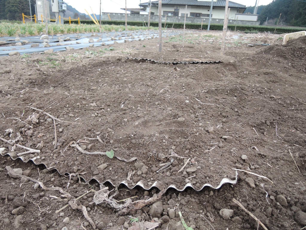 ゴボウのカラートタン栽培 自然栽培 大子の三楽斎