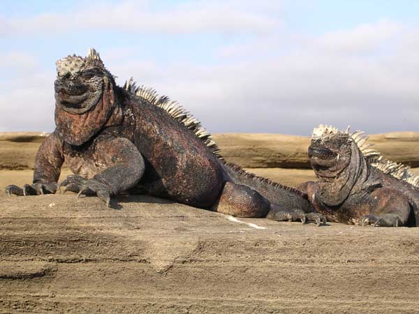 Iguanamarina.jpg