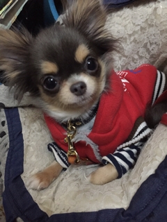 スタッフ犬9 Devan Official Blog