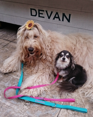 大型犬もdevan Devan Official Blog