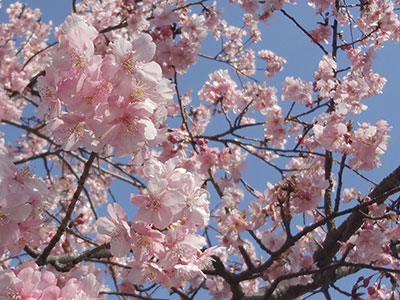 大堀川遊歩道の河津桜