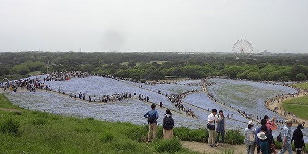 ひたち海浜公園のネモフィラ