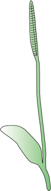 トネハナヤスリ