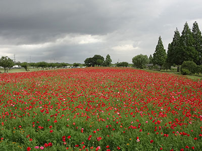 あけぼの山農業公園のポピー
