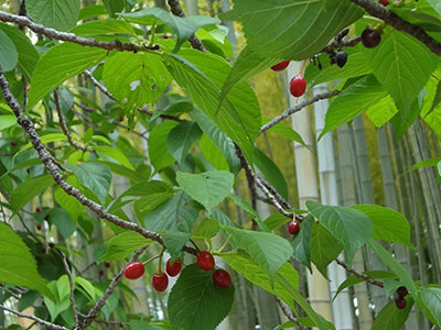 あけぼの山農業公園の寒緋桜の実