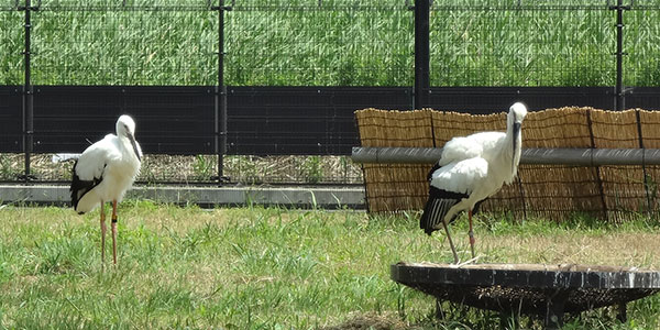 野田市の「コウノトリの里」