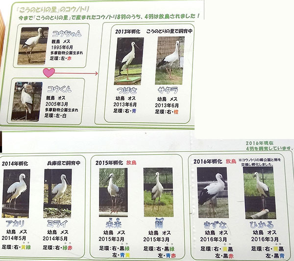 野田市の「コウノトリの里」