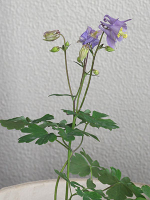 西洋オダマキ