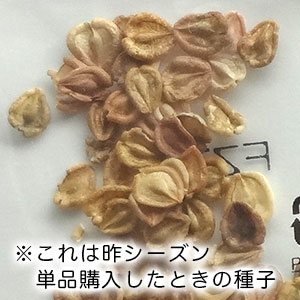 ディモルフォセカ種子単品
