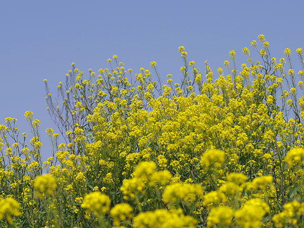 利根川サイクリングロードの菜の花