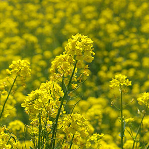 利根川サイクリングロードの菜の花