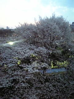 20070329_270349.jpg